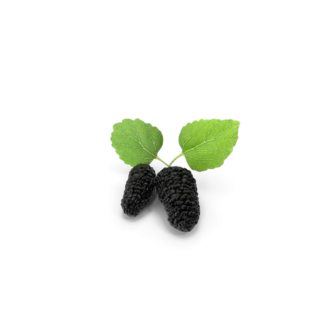 Mulberry