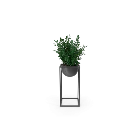 Plante décorative d'intérieur
