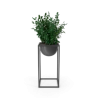 Plante décorative d'intérieur