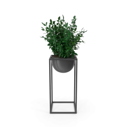 Plante décorative d'intérieur