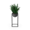 Plante décorative d'intérieur