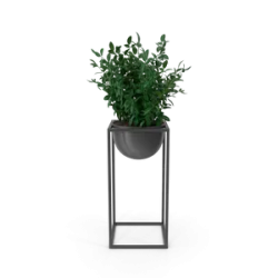 Plante décorative d'intérieur V2