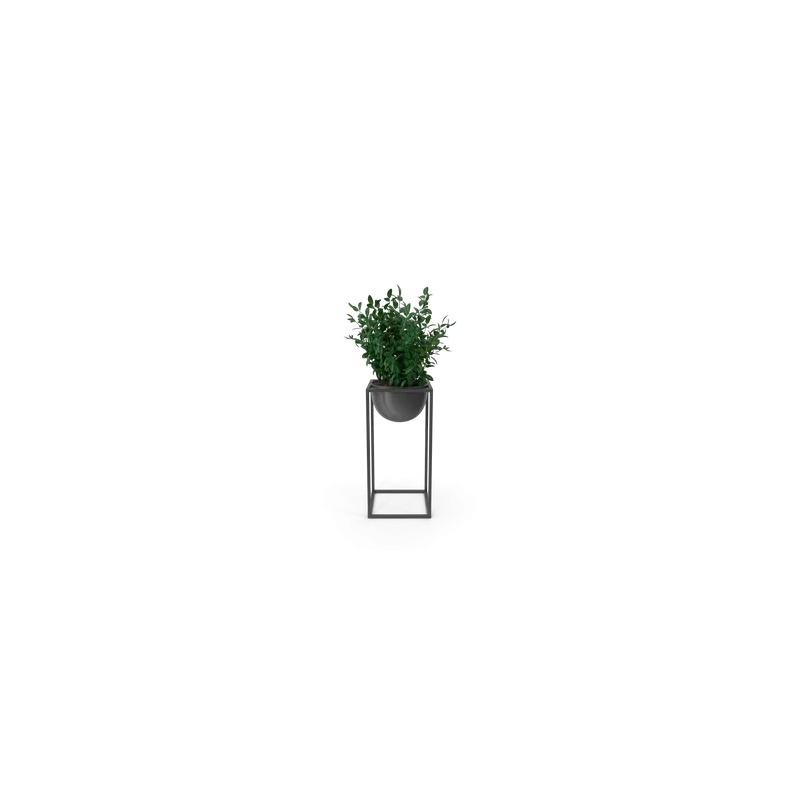 Plante décorative d'intérieur V2
